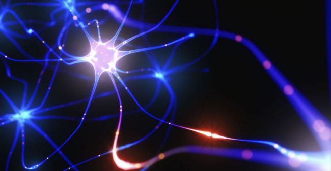 Neurone-del-cervello Ormoni