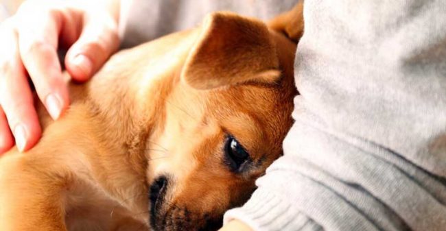 Cane-che-appoggia-la-testa-sulla-pancia-del-suo-padrone Cani