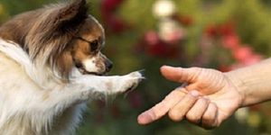 cane-zampa-uomo-mano Educatori Cinofili