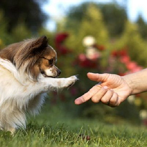 cane-zampa-uomo-mano Educatori Cinofili